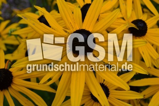 Gewöhnlicher Sonnenhut_2.JPG